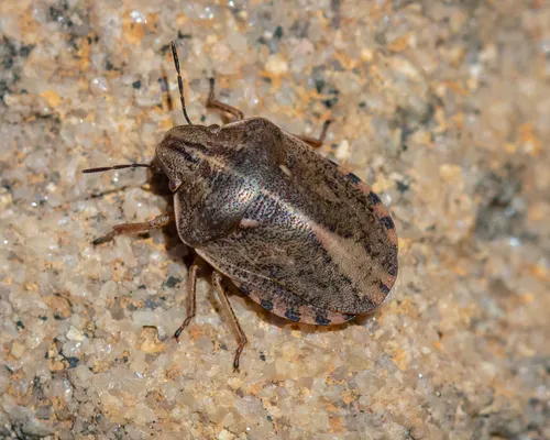 Eurygaster alternata