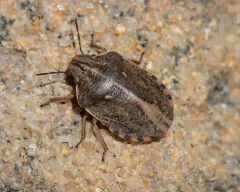 Eurygaster alternata thumbnail 1