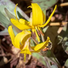 Trout-lily Mining Bee thumbnail 2