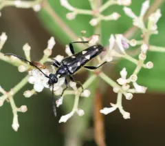 Long-winged Longhorn Beetle thumbnail 1