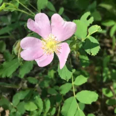 smooth rose thumbnail 4