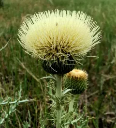 prairie thistle thumbnail 3
