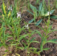 Narrowleaf Vervain thumbnail 4