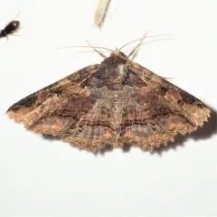 Colorful Zale Moth thumbnail 2