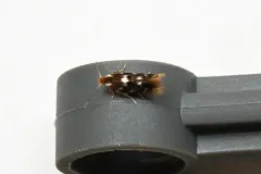 Bucculatrix sexnotata thumbnail 3