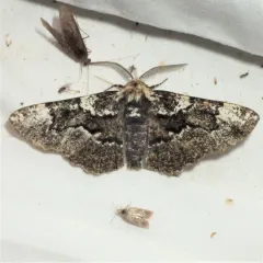 American Oak Beauty thumbnail 3
