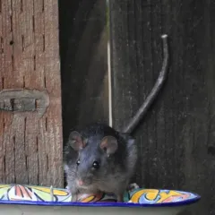 Black Rat thumbnail 3