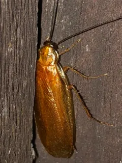Virginia Wood Cockroach thumbnail 1