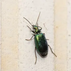 Lebia viridis thumbnail 3
