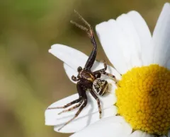 Emerton's Crab Spider thumbnail 2