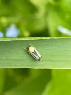 Sorhoanus orientalis thumbnail 4