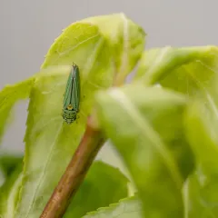 Blue-green Sharpshooter thumbnail 4