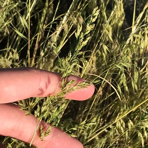 Smooth Meadow-grass