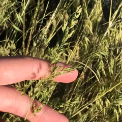 Smooth Meadow-grass thumbnail 1
