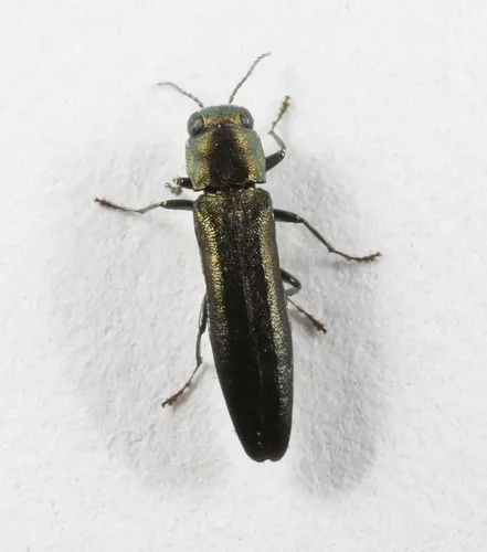 Agrilus transimpressus