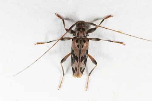 Lepturges pictus