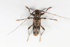 Lepturges pictus thumbnail 1