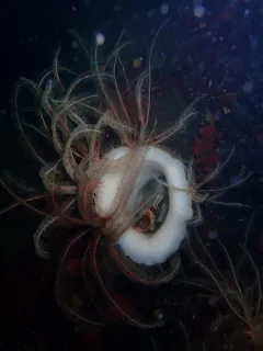 Round-Lipped Boot Sponge thumbnail 1