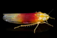 Erythridula amabilis thumbnail 2