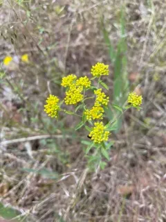 Yellow-tuft thumbnail 3
