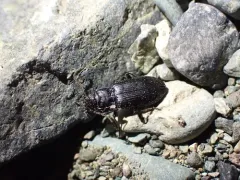 Diplous aterrimus thumbnail 1