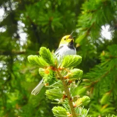 Hermit Warbler thumbnail 2