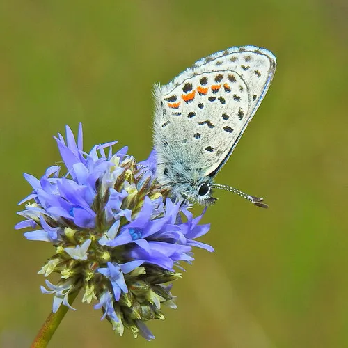 Dotted Blue