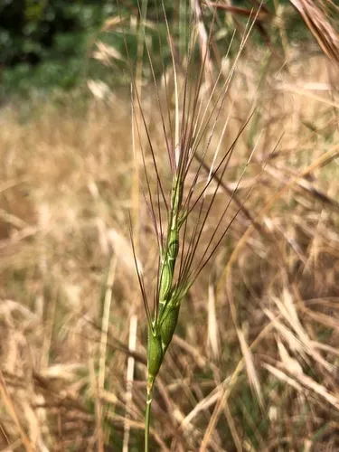 barbed goat grass