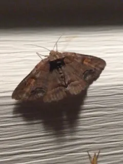 Oblique Zale Moth thumbnail 3