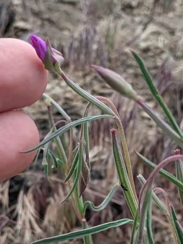 Lassen clarkia