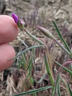 Lassen clarkia thumbnail 1