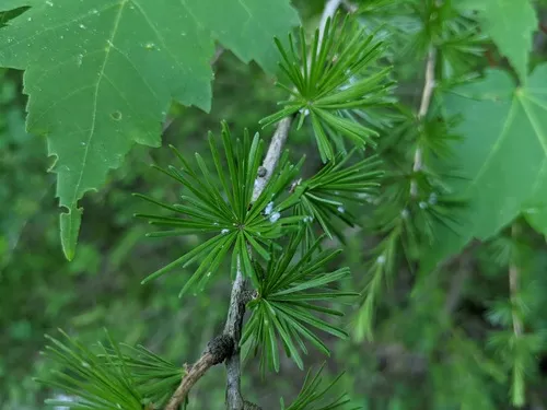 Larch Woolly Aphid
