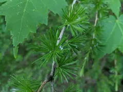 Larch Woolly Aphid thumbnail 1