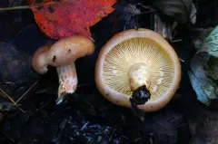dyed milkcap thumbnail 4