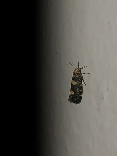 Raspberry Moth