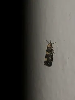 Raspberry Moth thumbnail 1