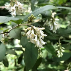 border privet thumbnail 3