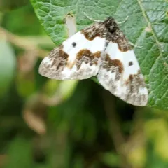 Western White-Ribboned Carpet thumbnail 2