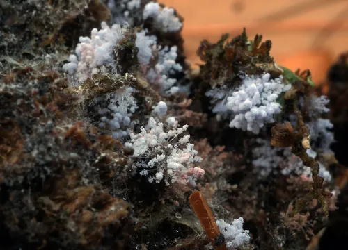 Chromelosporiopsis carnea