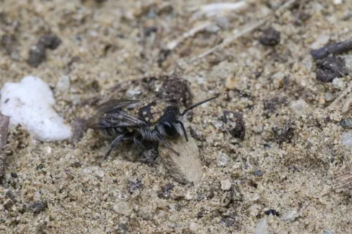 Kissing Cuckoo Carder Bee