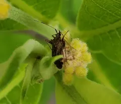 spotted plant bug thumbnail 4