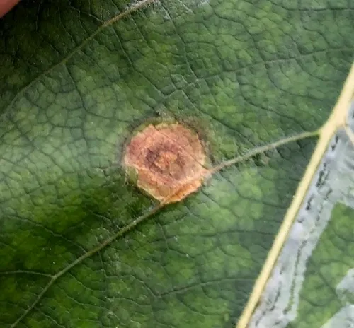 Early Blight