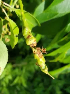 Contarinia racemi thumbnail 2