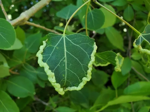 Prodiplosis morrisi