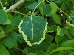 Prodiplosis morrisi thumbnail 1