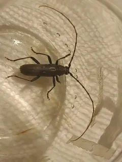 Banded Hickory Borer thumbnail 4