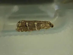 Ponderosa Pine Seedworm Moth thumbnail 3