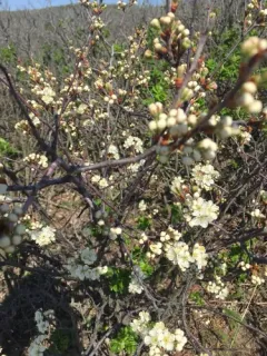 Blackthorn thumbnail 2