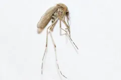 Aedes stimulans thumbnail 1