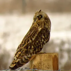 Short-eared Owl thumbnail 2